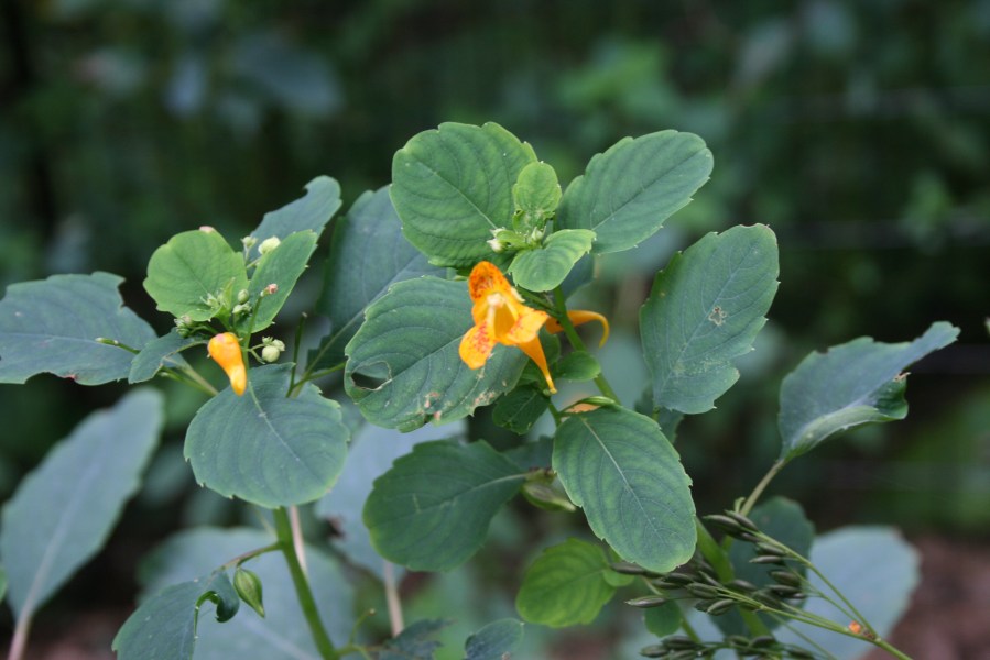 Jewelweed