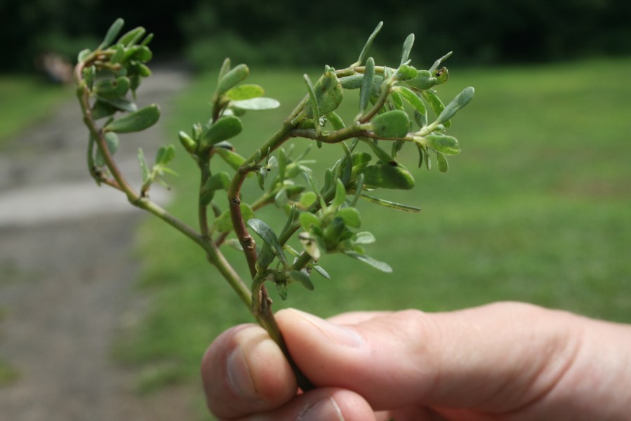 Purslane