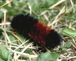 Wooly bear caterpillar