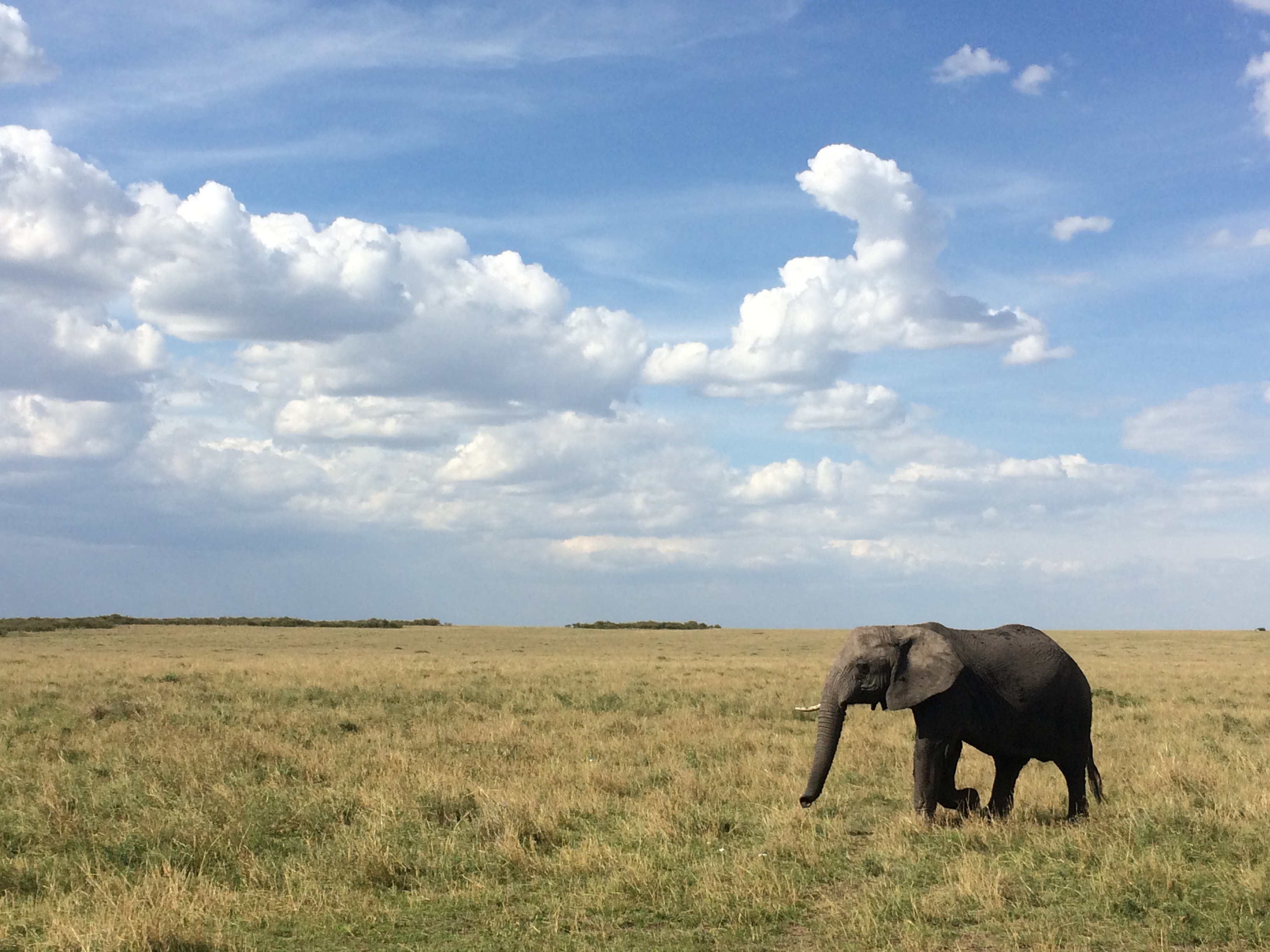 Elephant in the Maasai Mara, Kenya